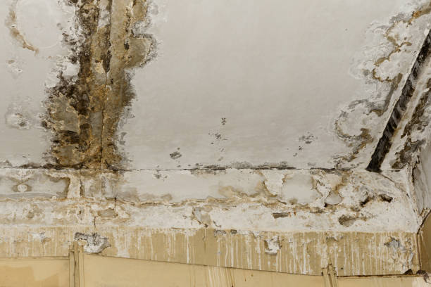 Best Dehumidification Services  in Helena West Side, MT
