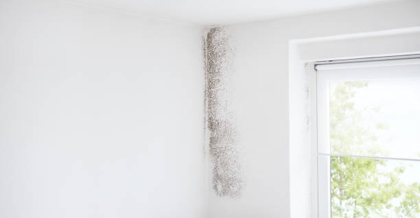 Best Indoor Air Quality Assessment  in Helena West Side, MT