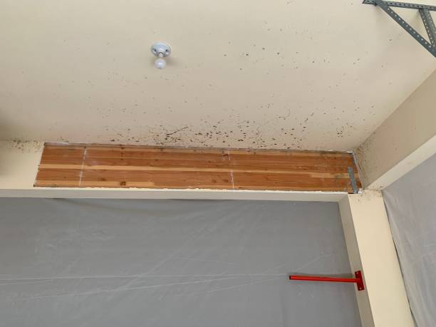 Best Commercial Mold Inspection  in Helena West Side, MT