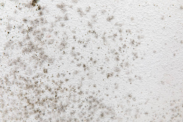 Best Mold Remediation for Healthcare Facilities  in Helena West Side, MT