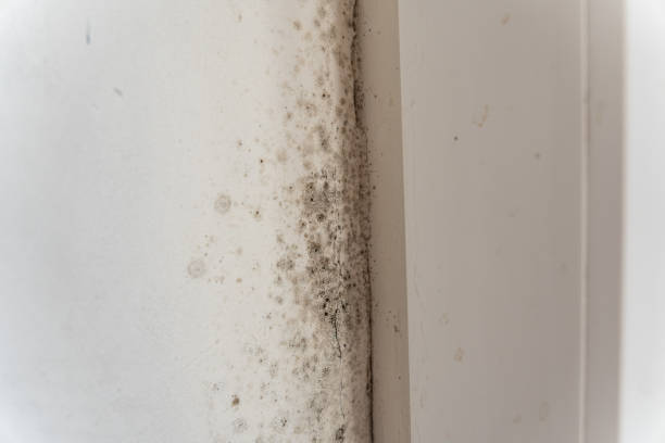  Helena West Side, MT Mold Removal Pros
