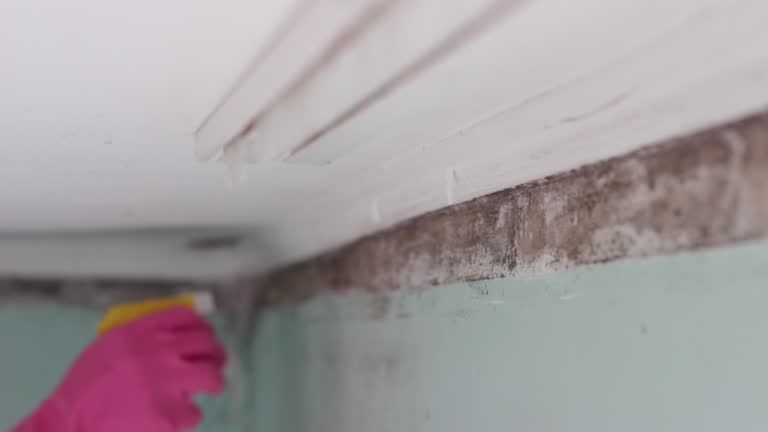 Best Crawl Space Mold Remediation  in Helena West Side, MT