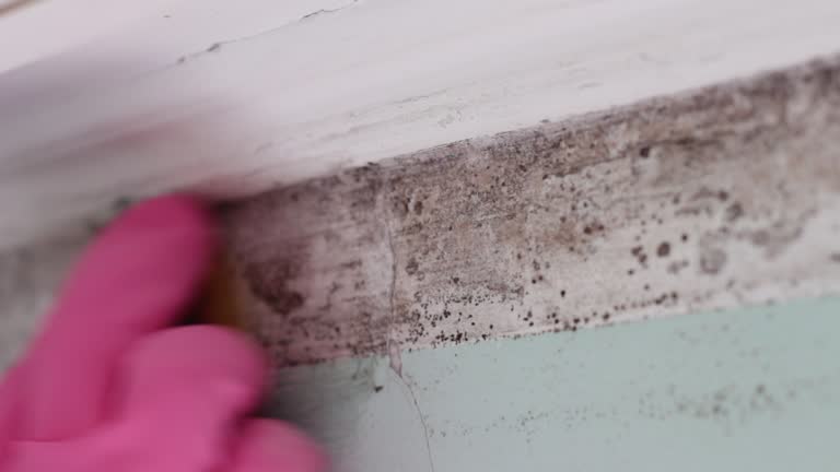 Best Real Estate Mold Inspection  in Helena West Side, MT